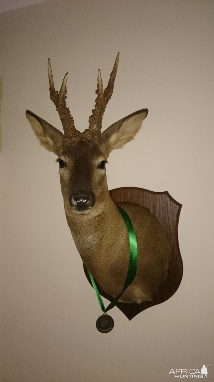 Roe Deer Shoulder Mount Taxidermy