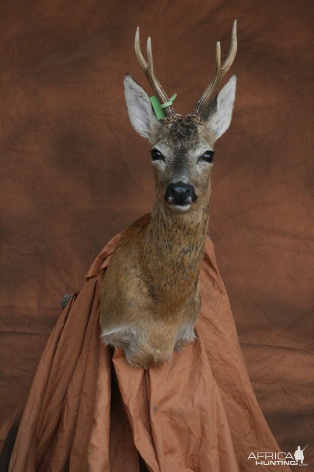 Roe Deer Shoulder Mount Taxidermy