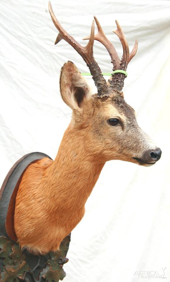 Roe Deer Shoulder Mount Taxidermy