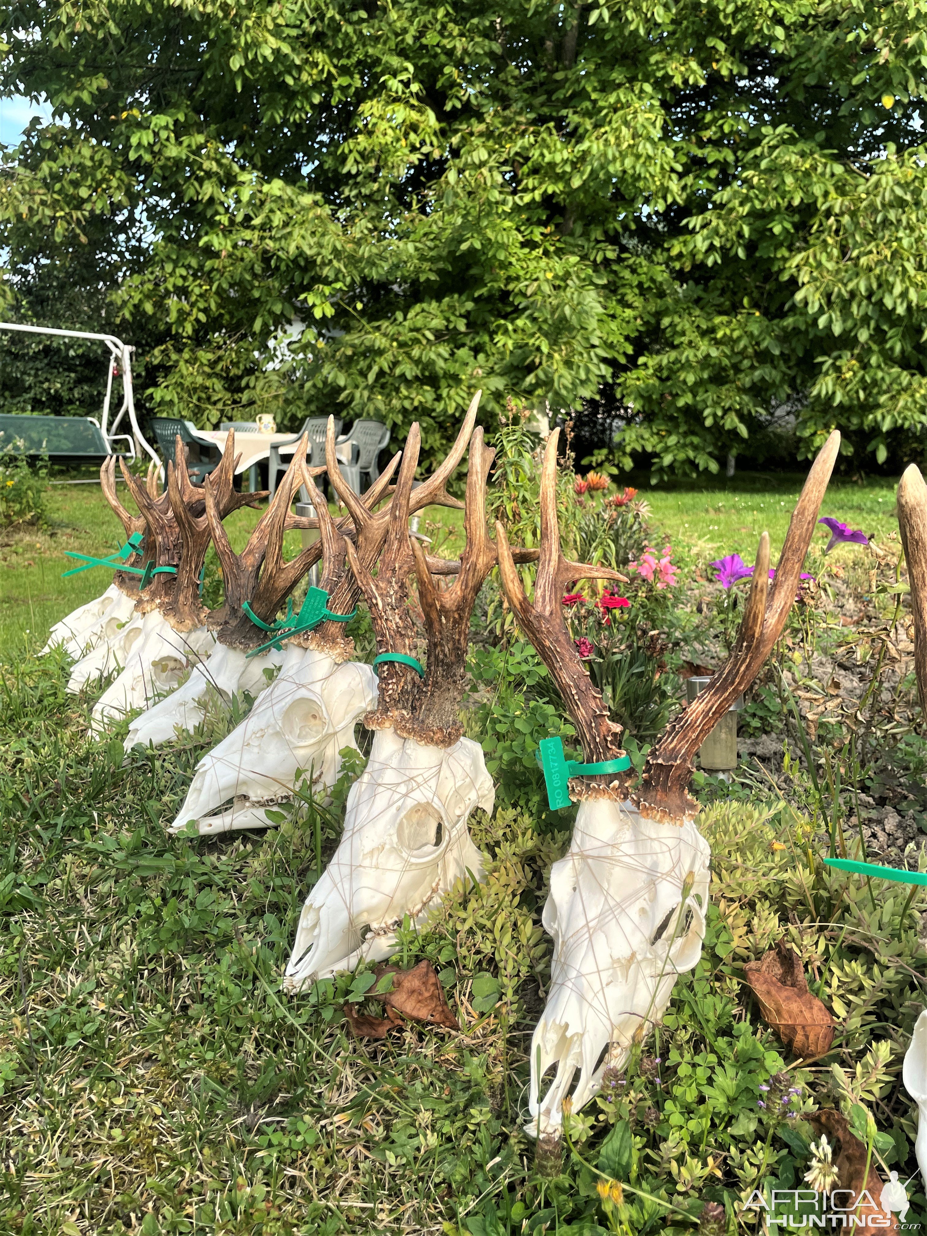 Roe Deer Skulls Romania