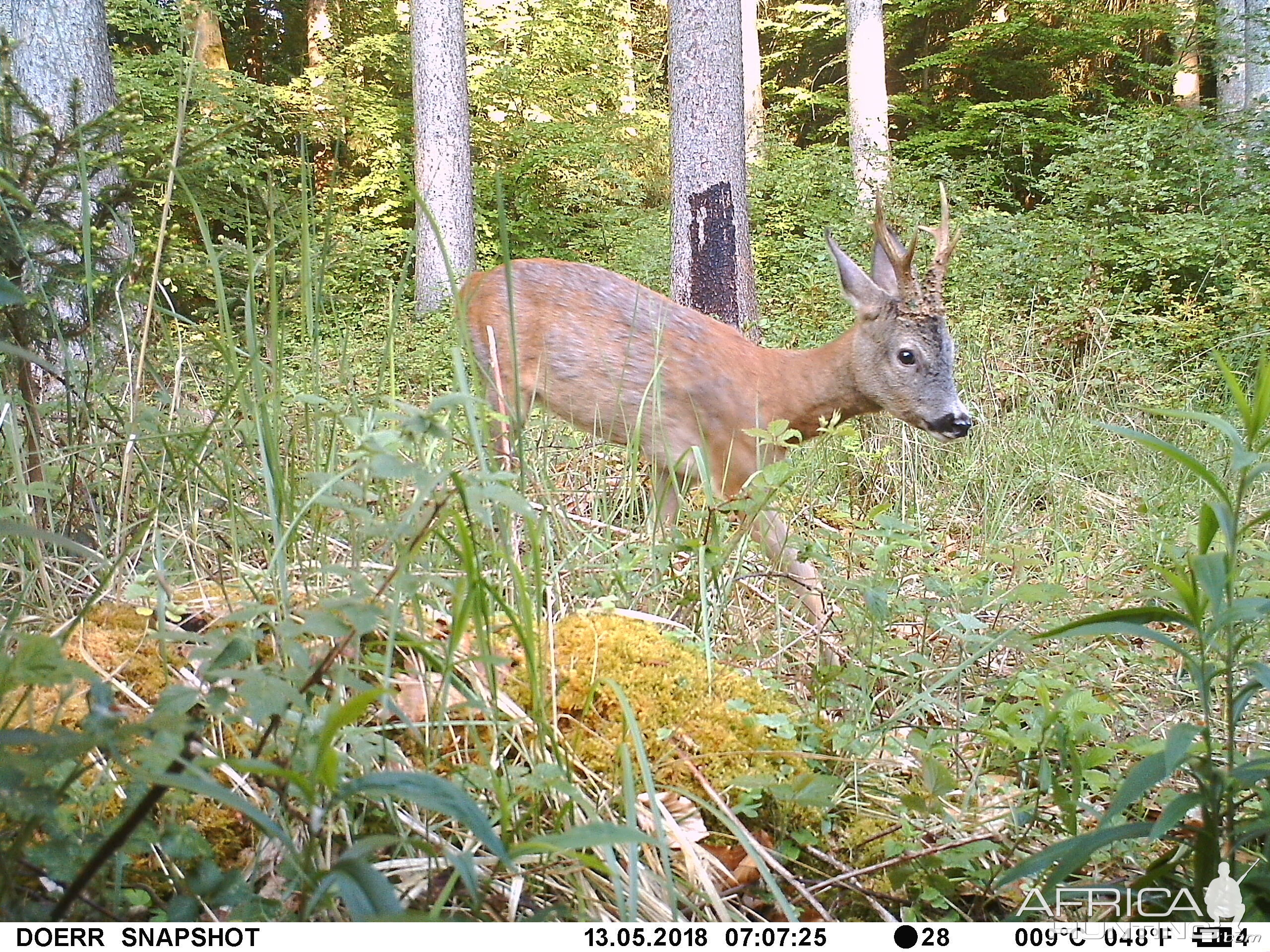 Roe Deer Trail Cam Picture