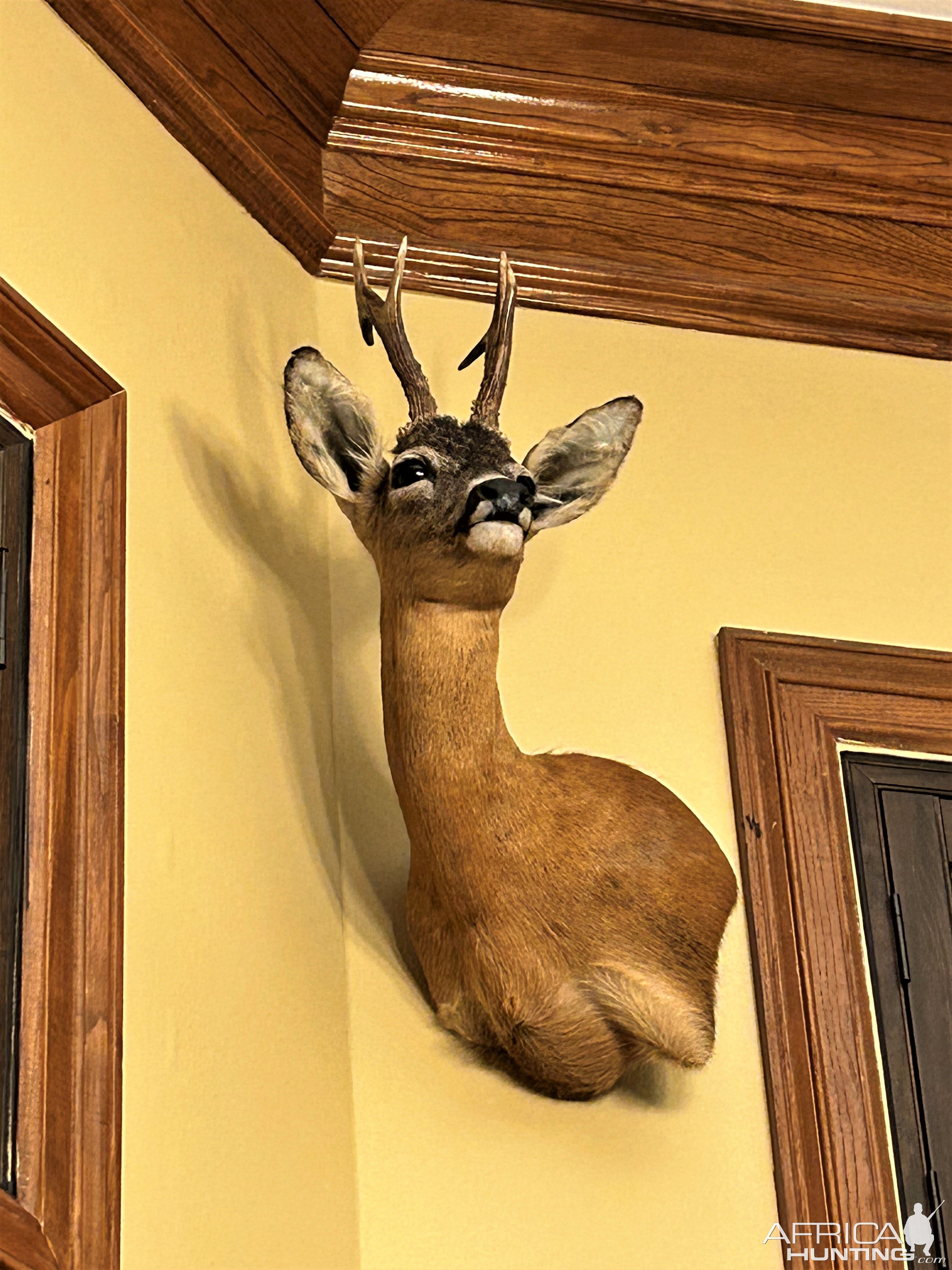 Roe Deer Wall Pedesal Mount Taxidermy