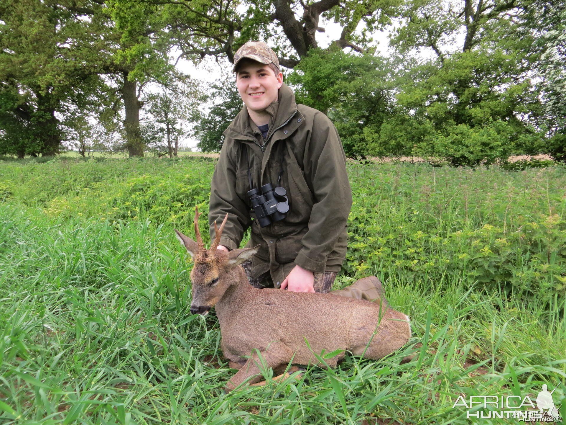 Roe Deer