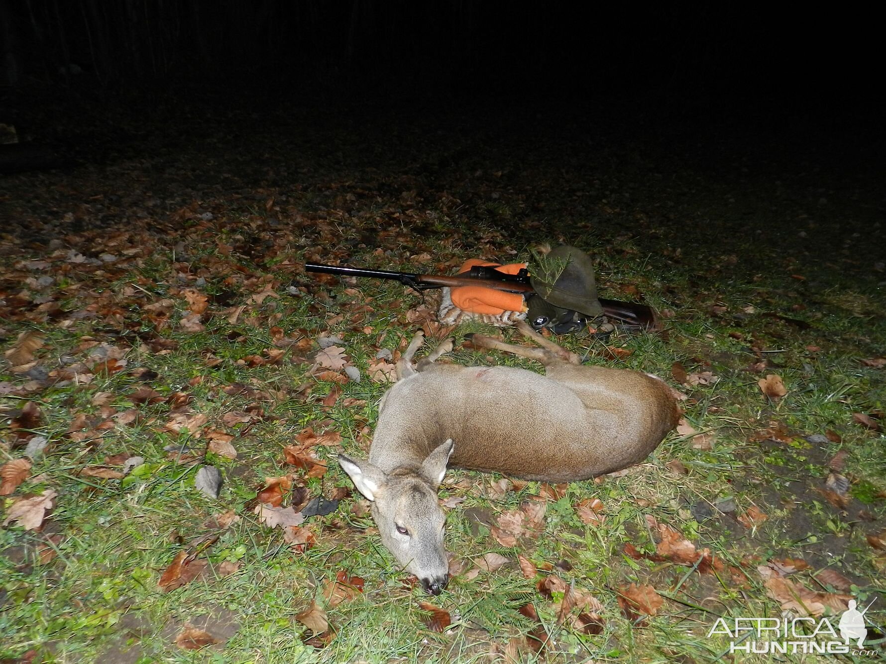 Roe Doe Hunt Slovenia