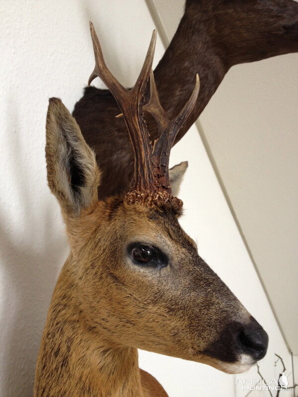 Roebuck from Scotland