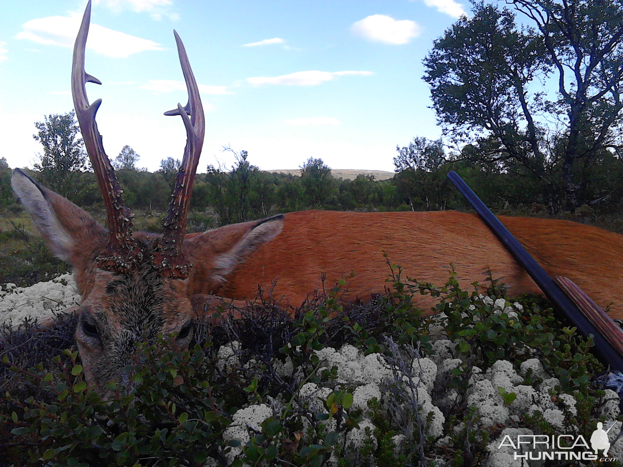 Roebuck Hunt Norway