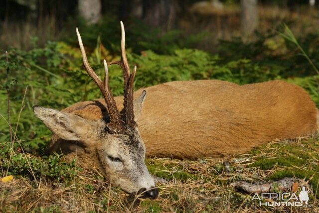 Roebuck Hunt Sweden