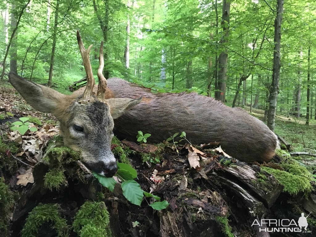 Roebuck Hunting Germany