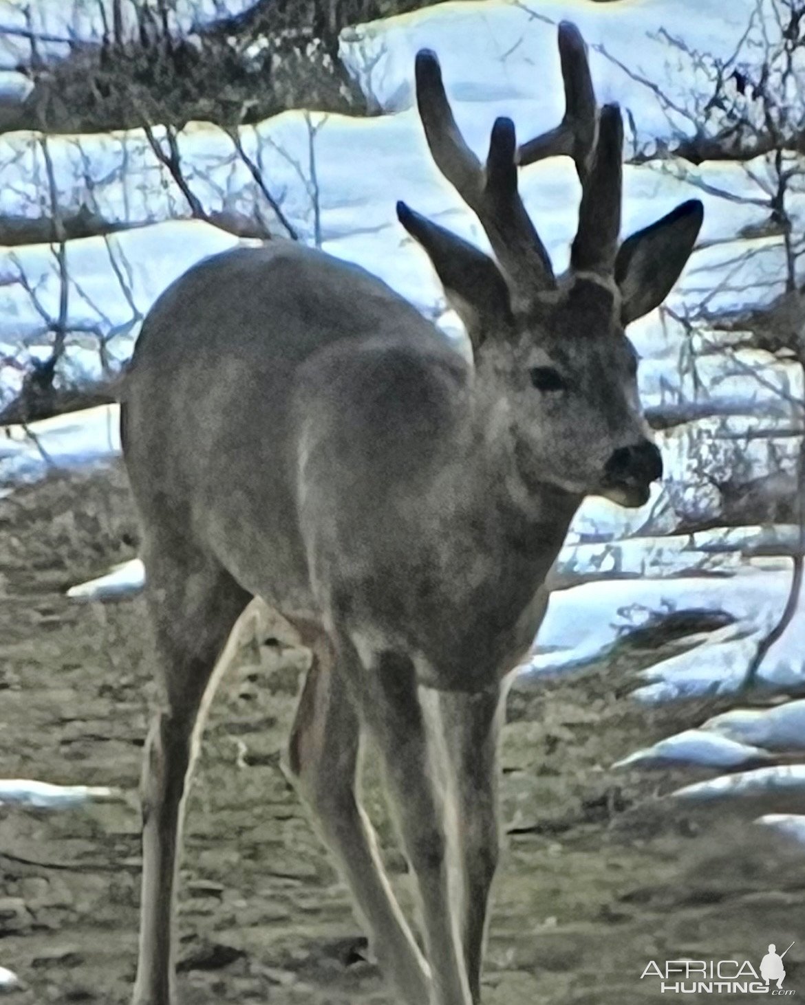 Roebuck Romania