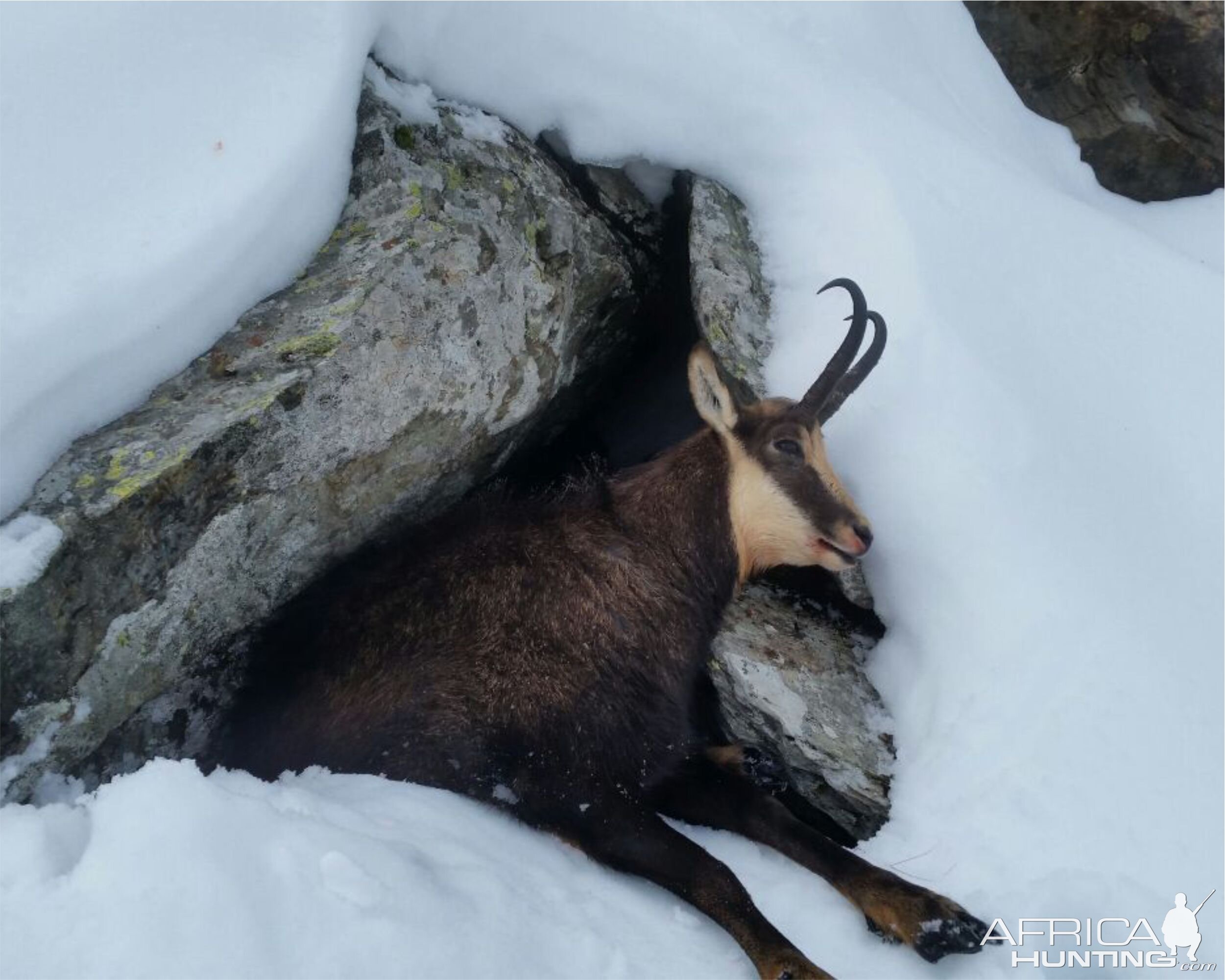 Romania Hunt Chamois