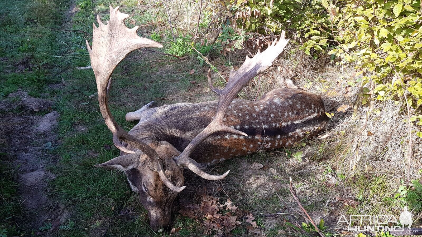 Romania Hunt Fallow Deer