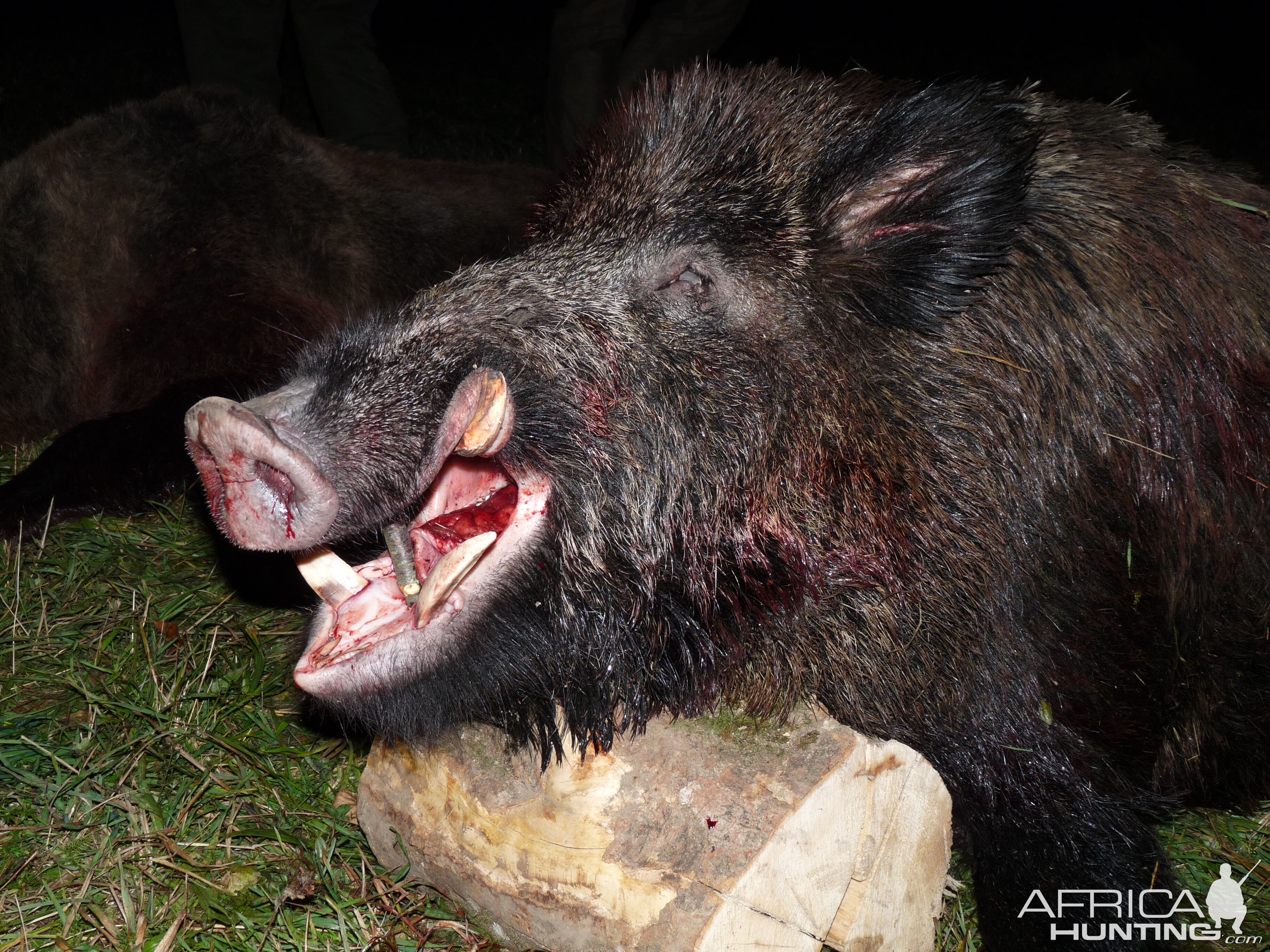 Romania Hunt Wild Boar