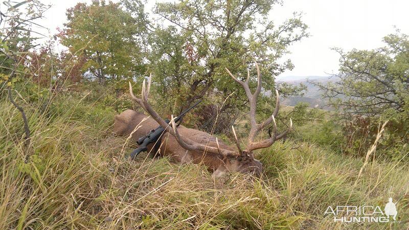 Romania Hunting Red Stag