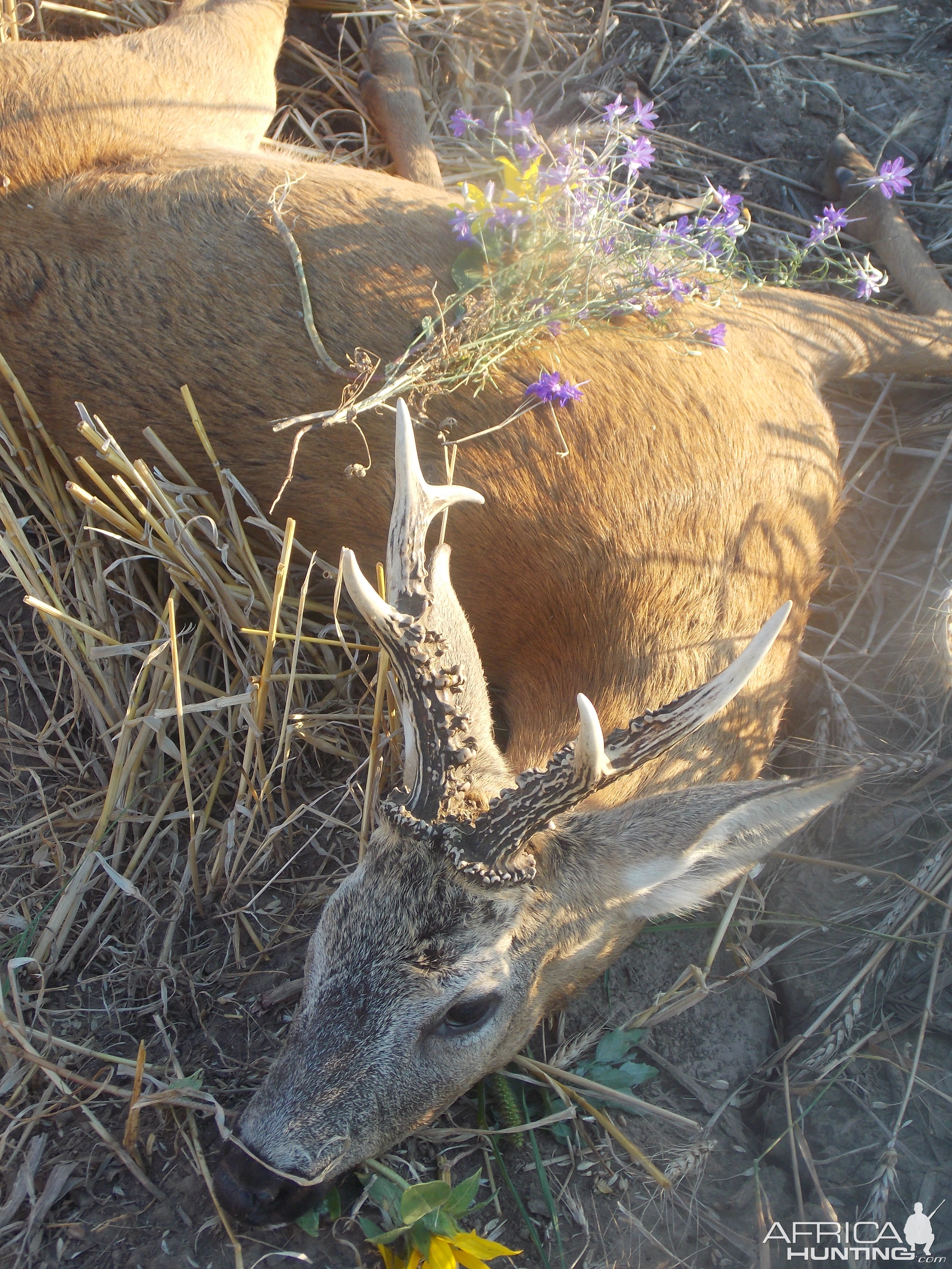 Romania Hunting Roe Deer