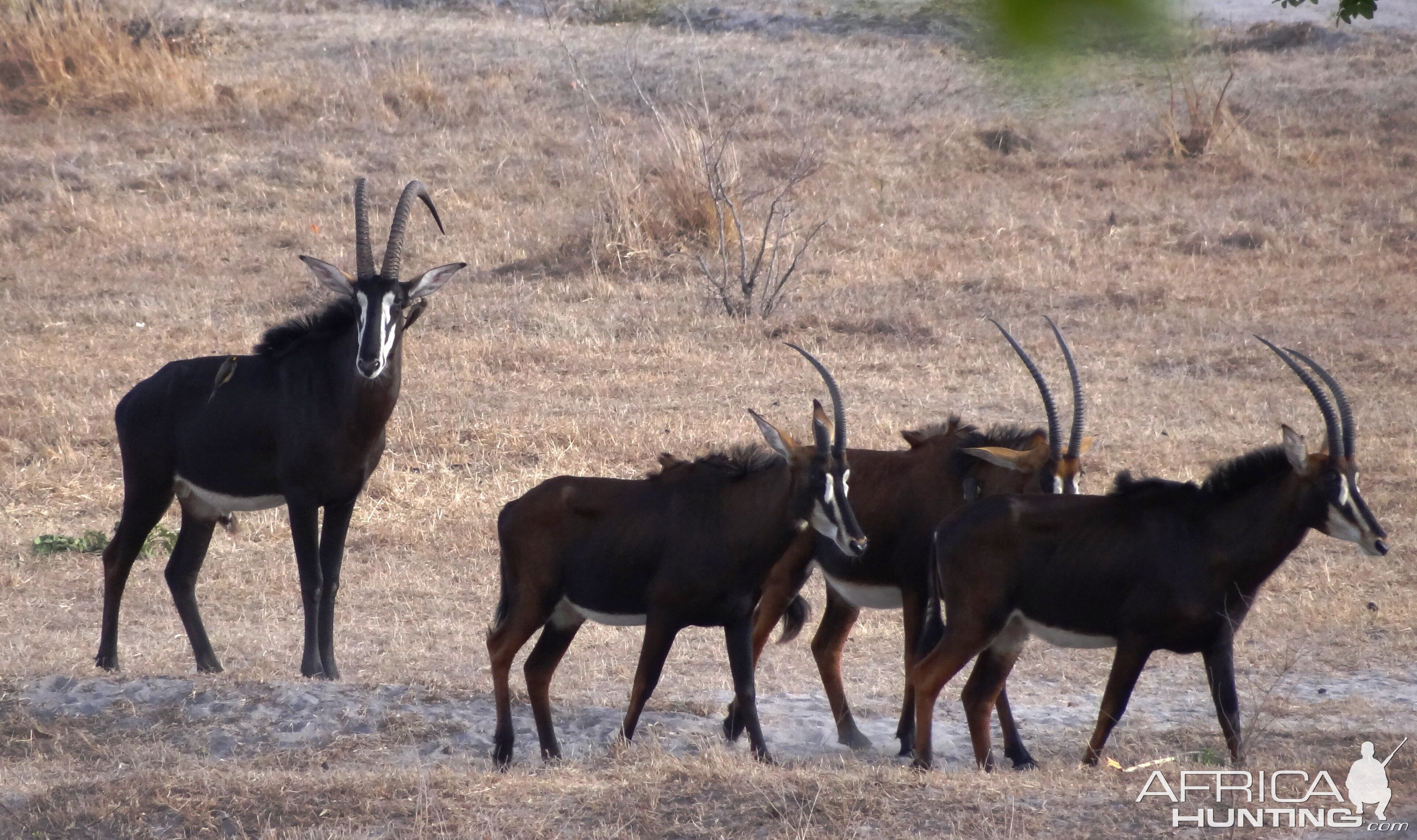 Roosevelt Sable - Tanzania