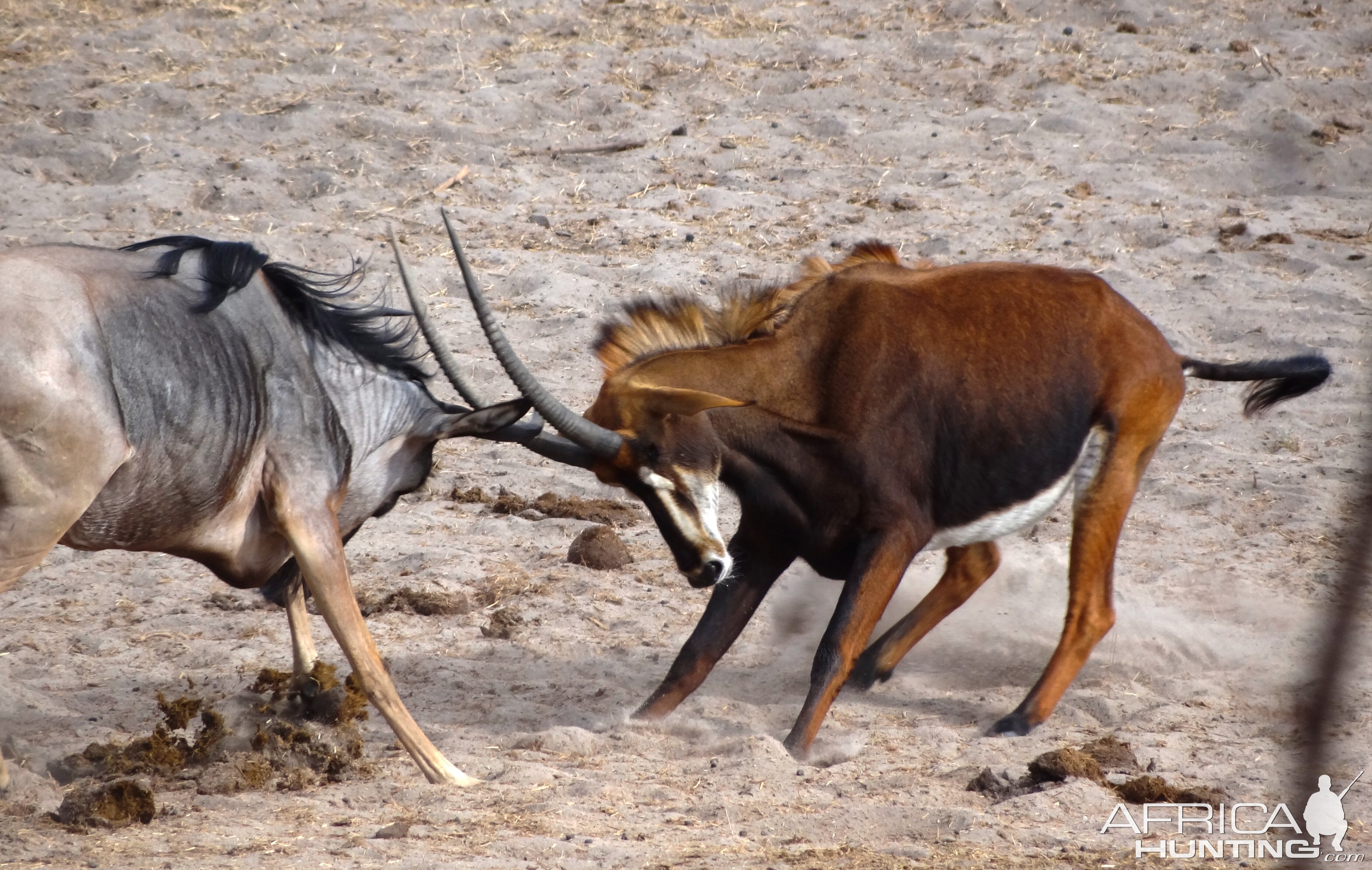 Roosevelt Sable - Tanzania