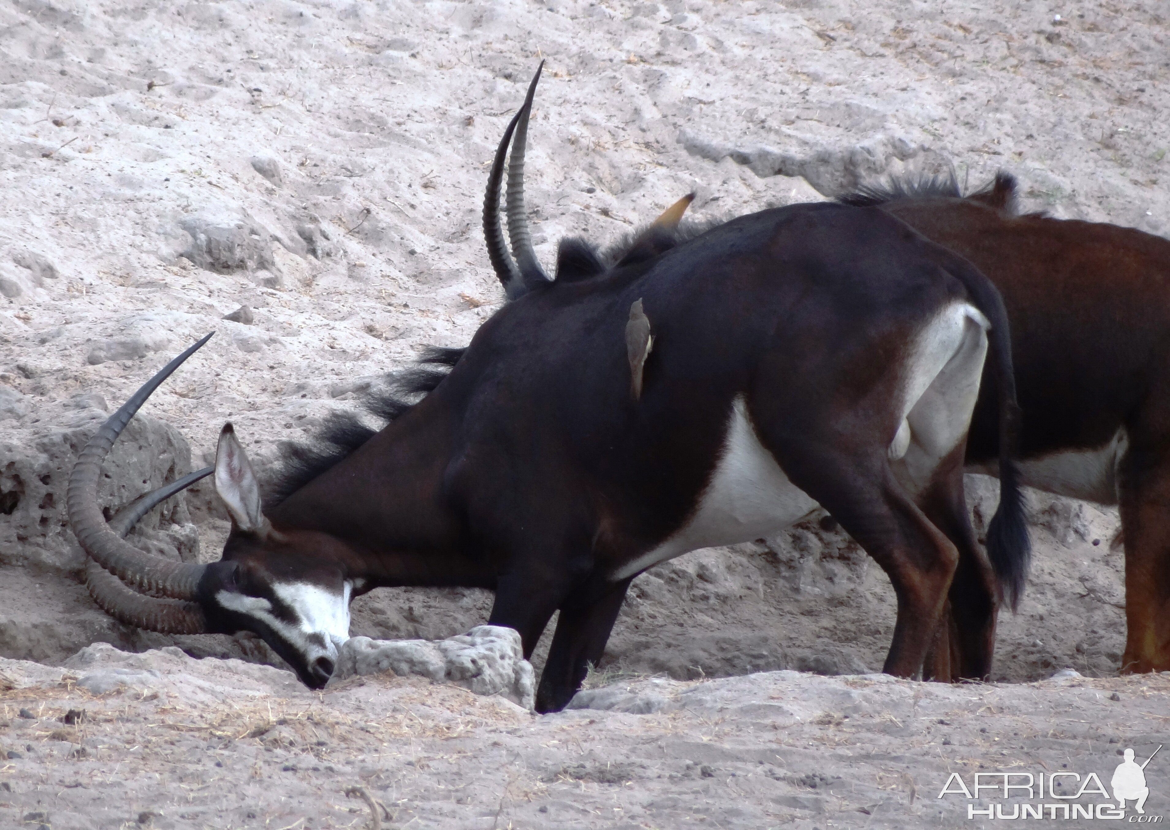 Roosevelt Sable - Tanzania