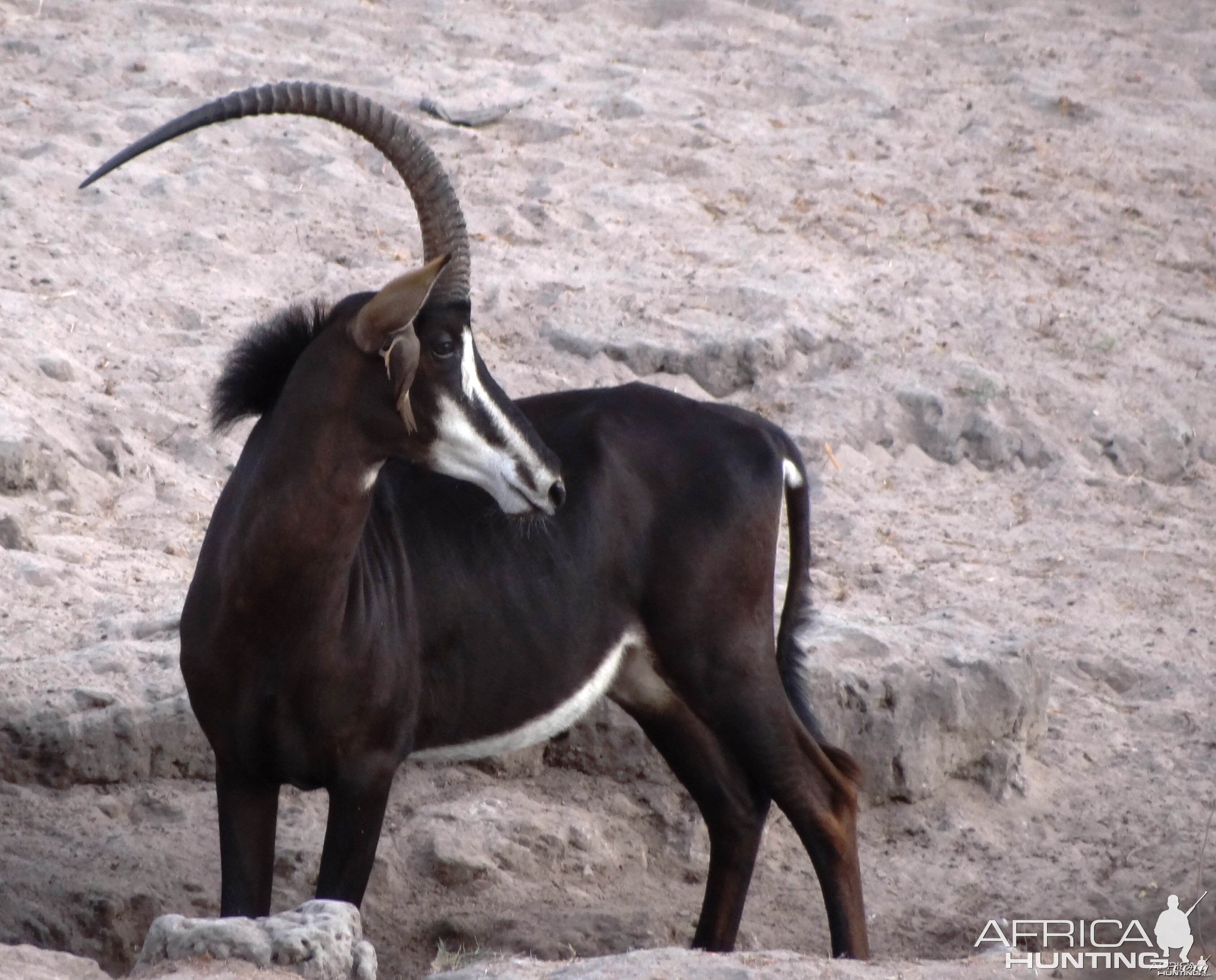 Roosevelt Sable - Tanzania