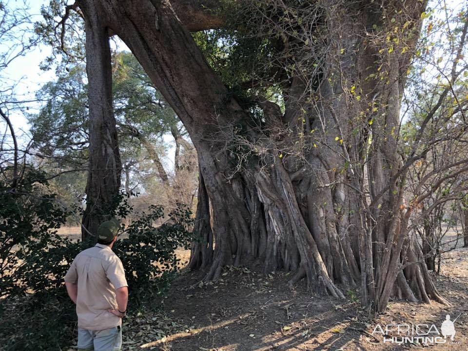 Roots of a tree