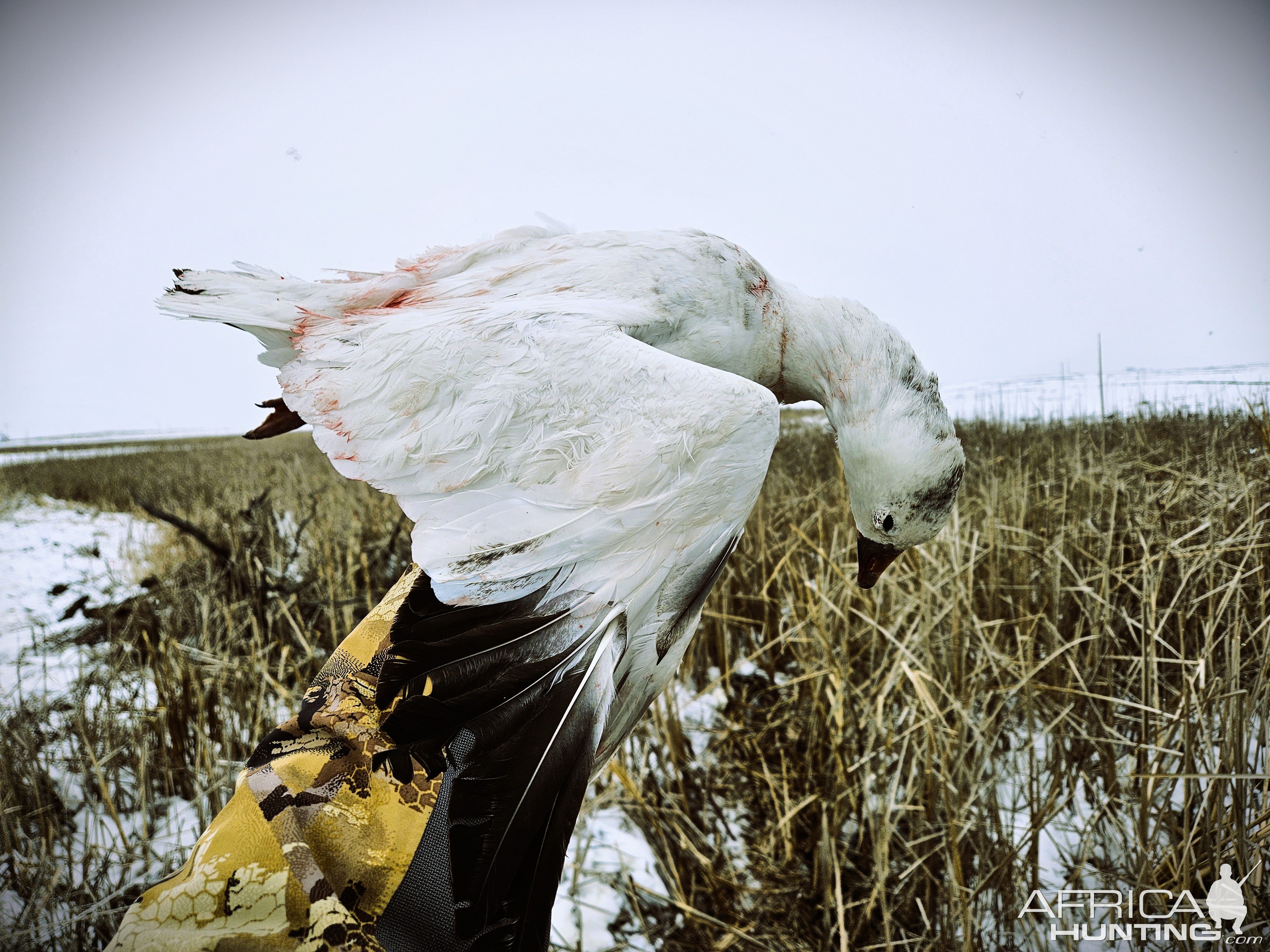 Ross Goose Hunt South Dakota