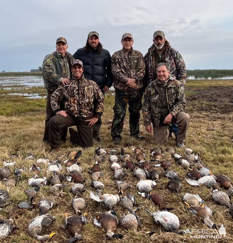 Rosy Billed Pochards Duck Hunting Argentina