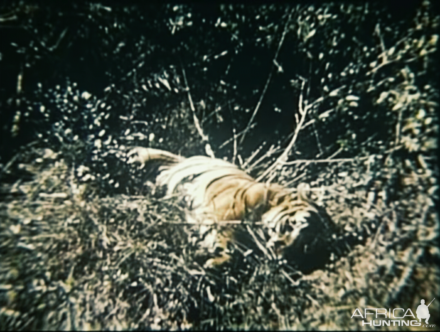 Royal Bengal Tiger Hunting India