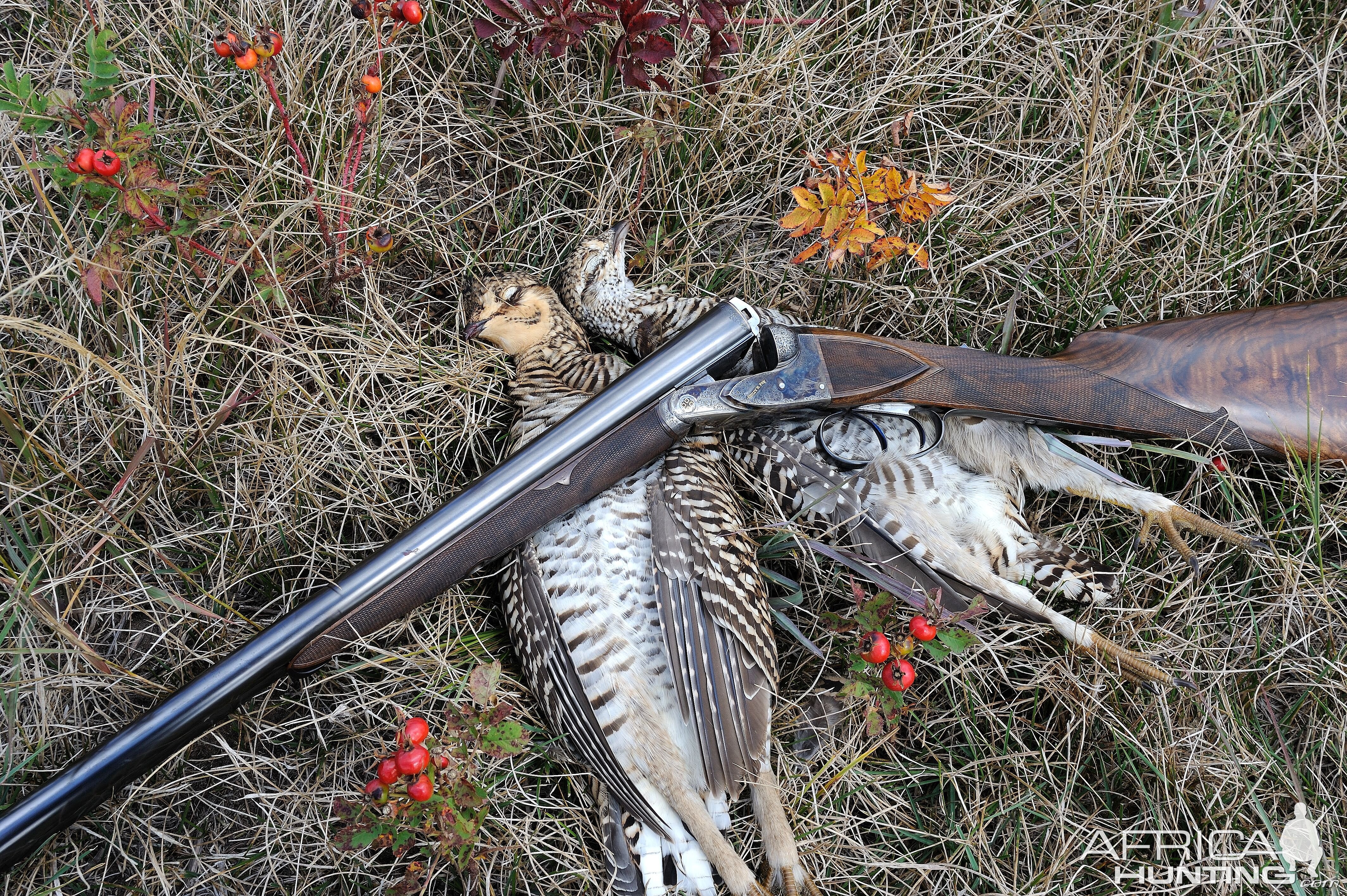 Ruffed Grouse Hunting