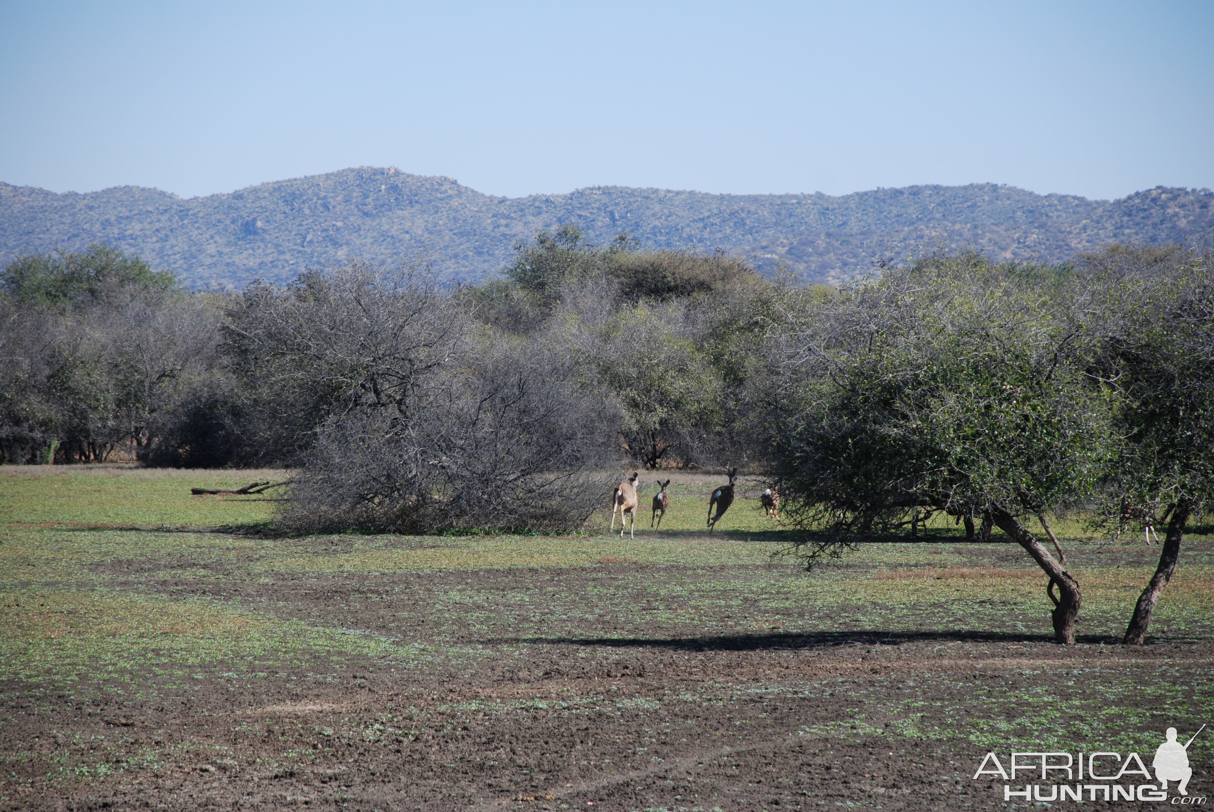 Running Kudus, Namibia