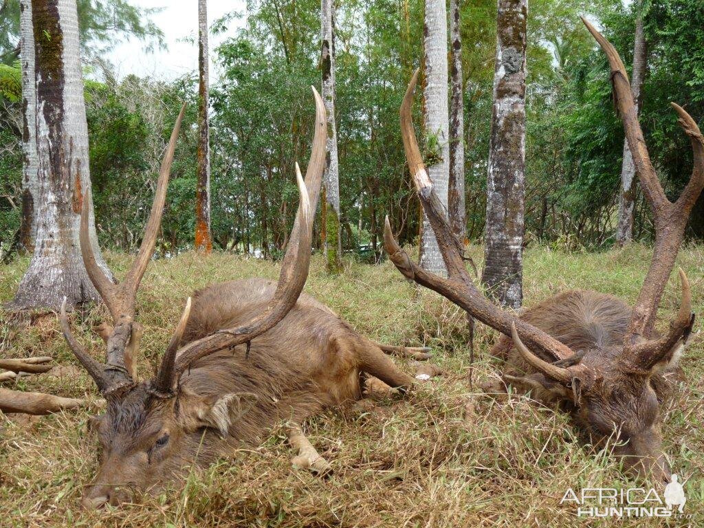 Rusa Deer in Mauritius