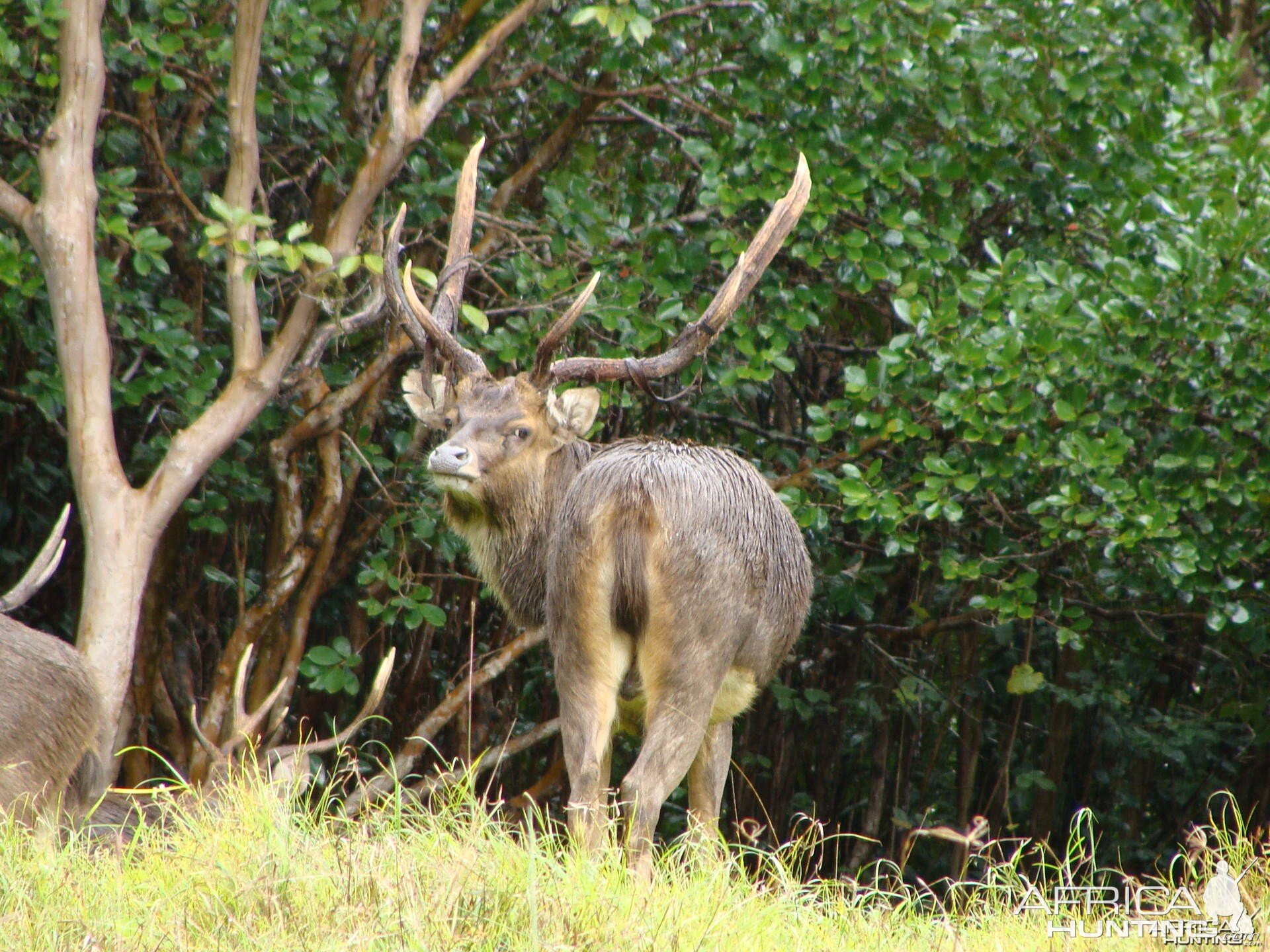 Rusa Deer Mauritius