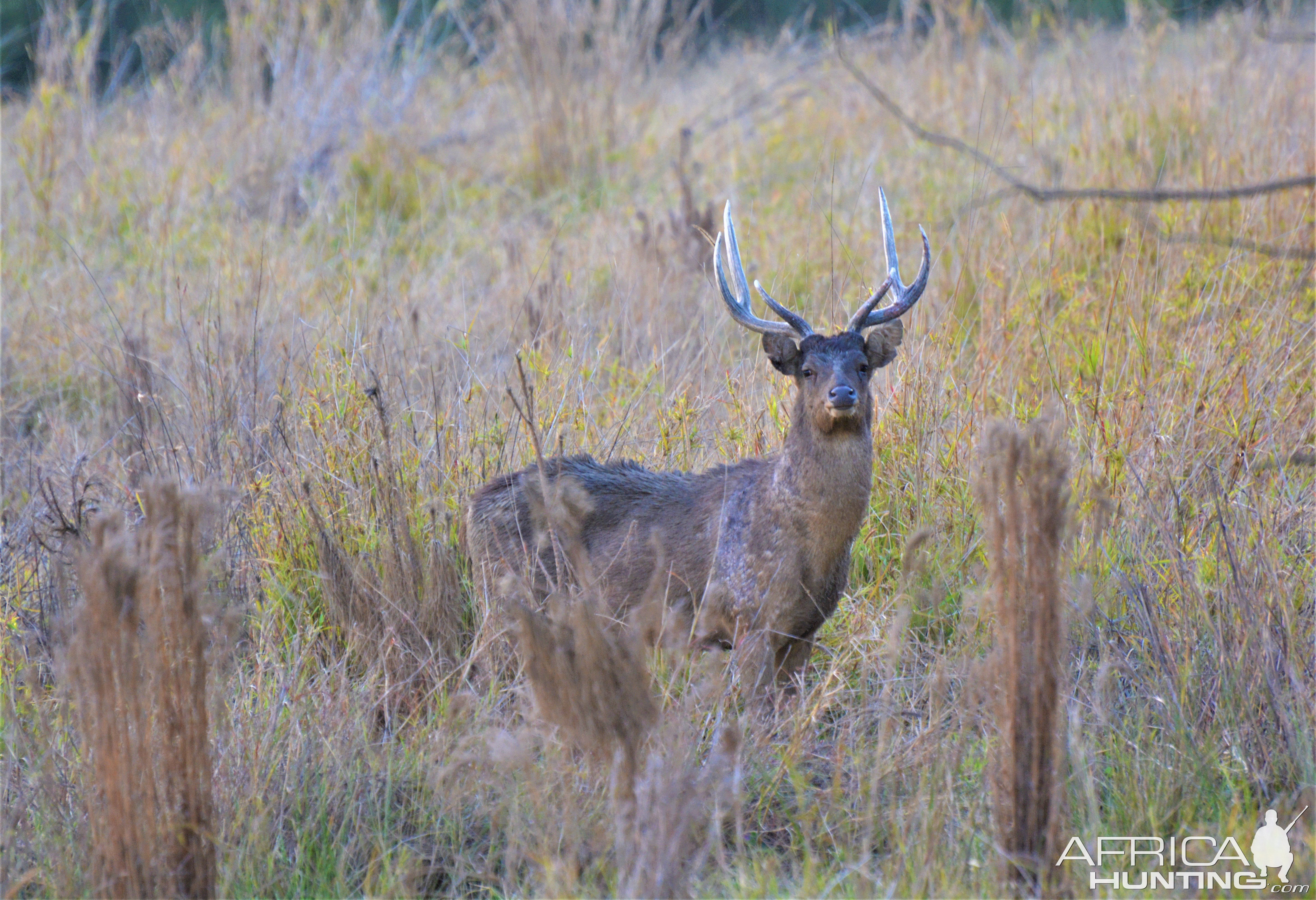 Rusa Deer New Zealand