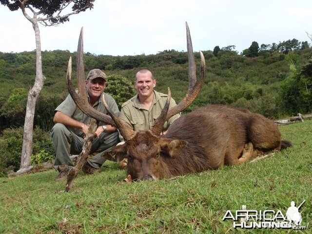 Rusa deer of 35'' in Mauritius