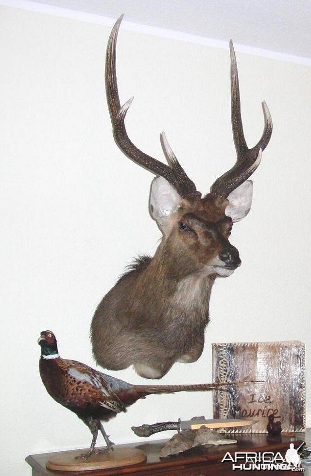 Rusa Deer Taxidermy Mount