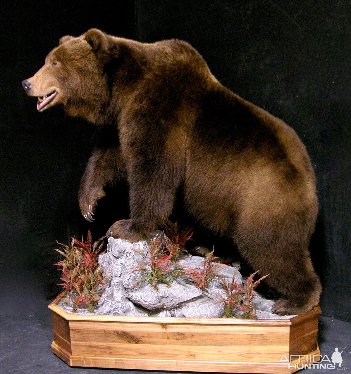 Russian Brown Bear Full Mount Taxidermy