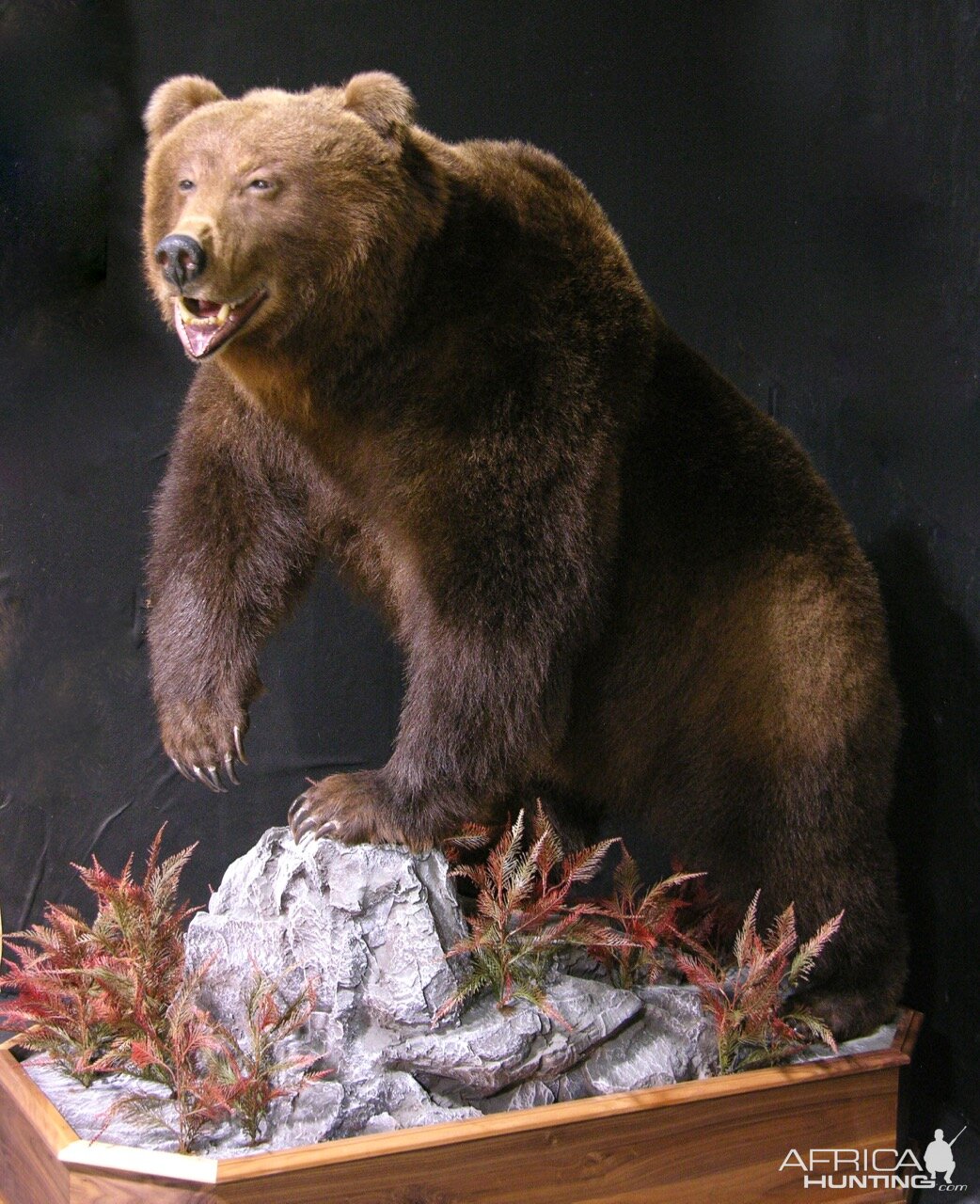 Russian Brown Bear Full Mount Taxidermy