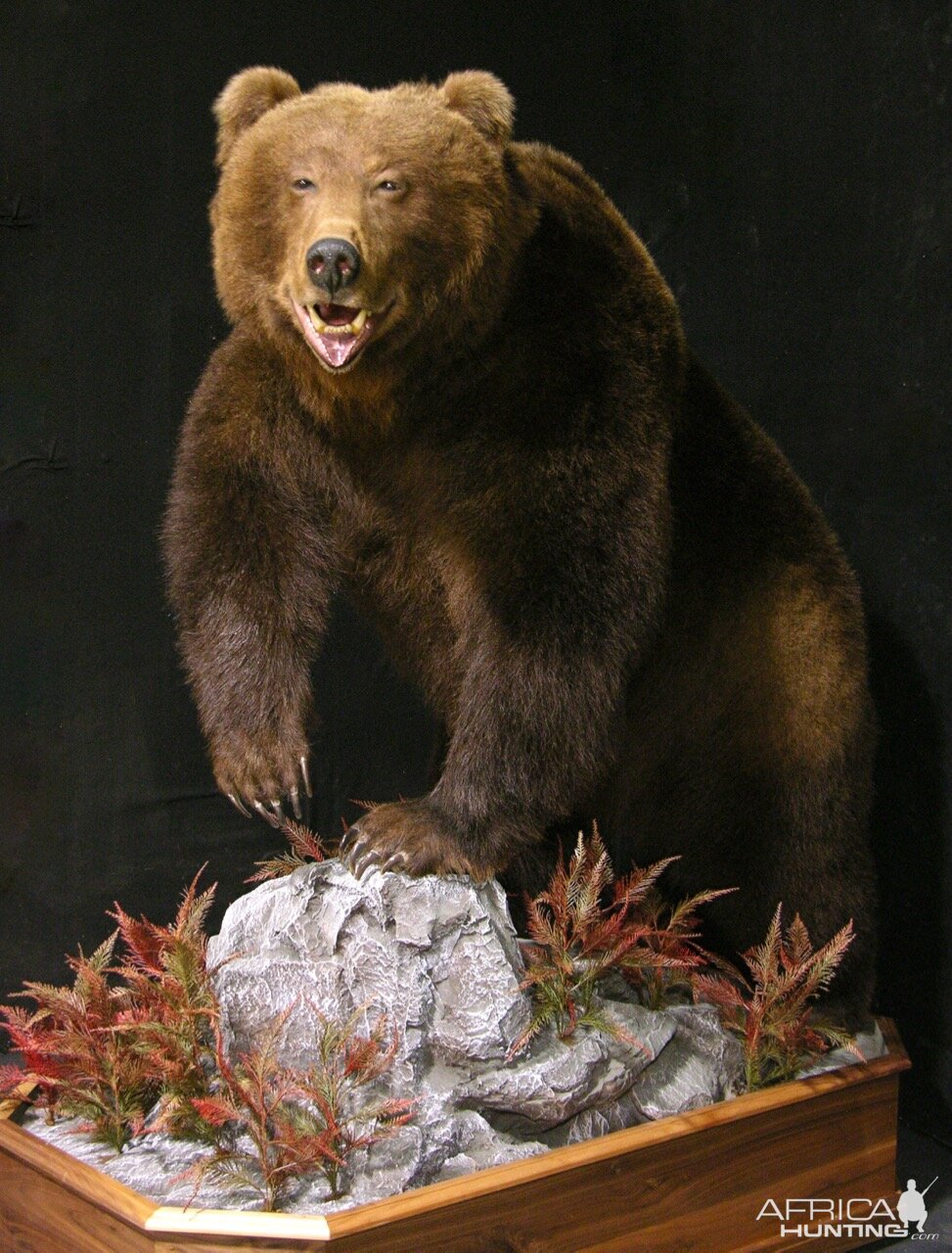 Russian Brown Bear Full Mount Taxidermy