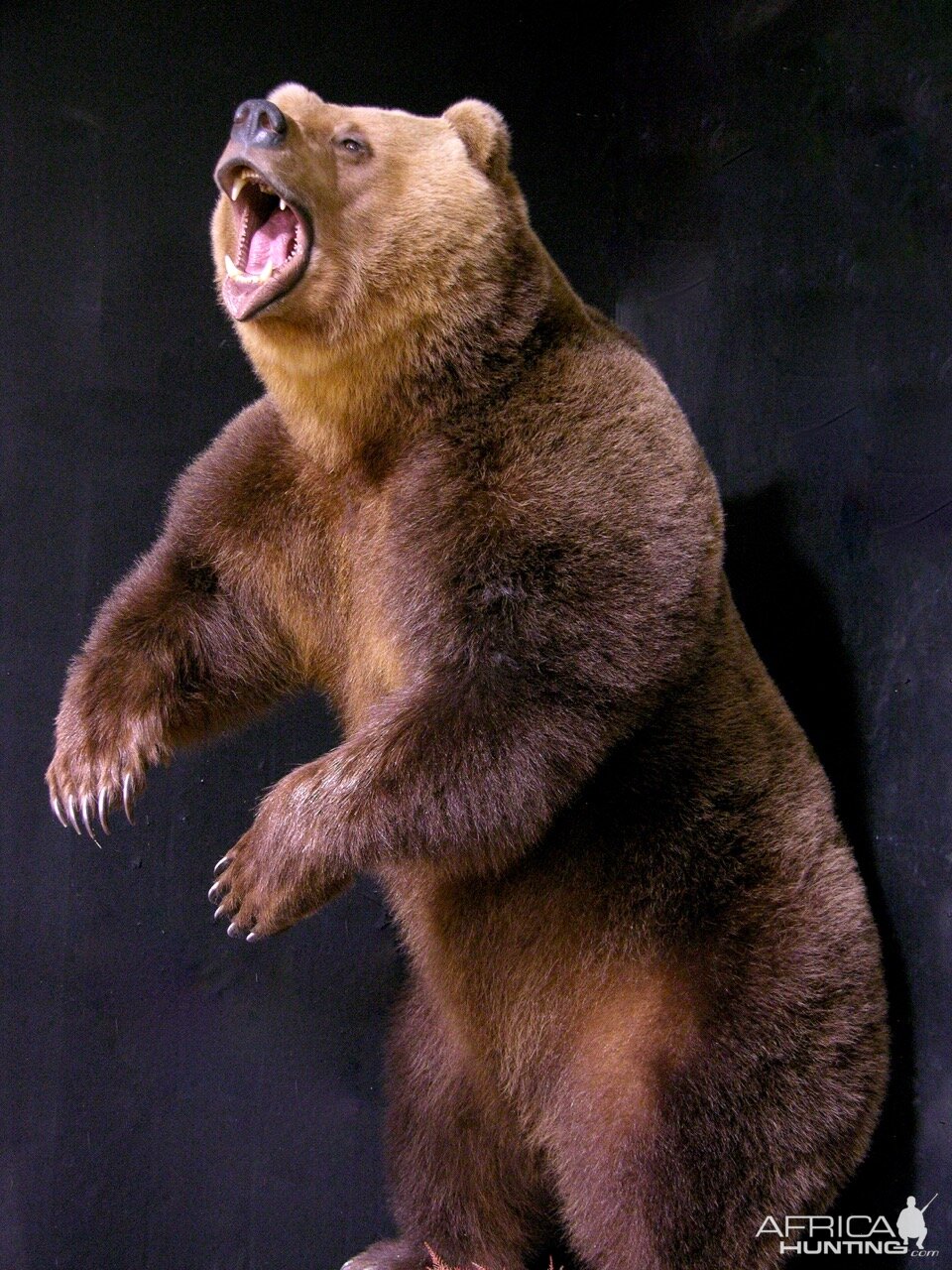 Russian Brown Bear Full Mount Taxidermy