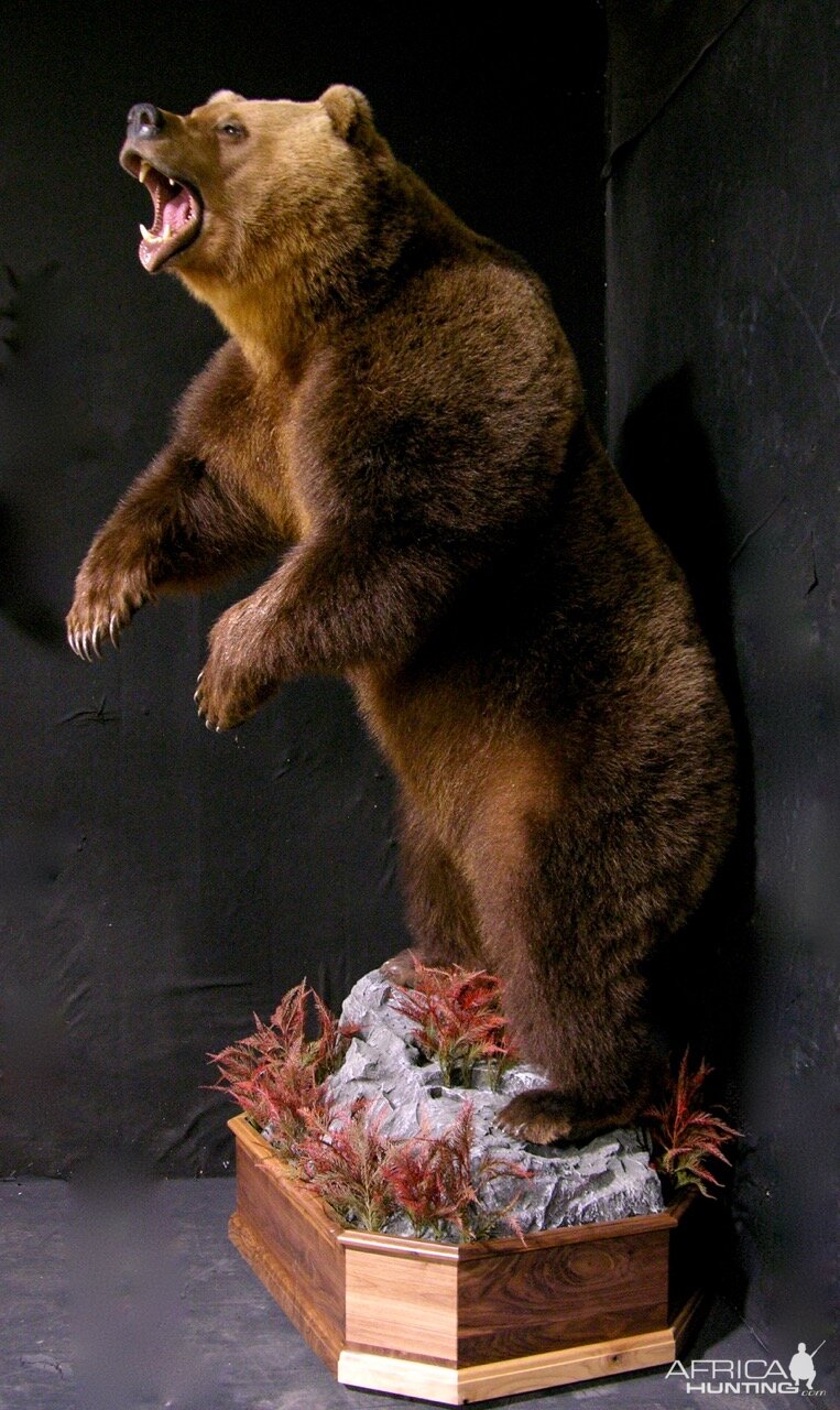 Russian Brown Bear Full Mount Taxidermy