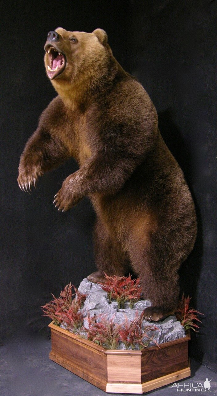 Russian Brown Bear Full Mount Taxidermy