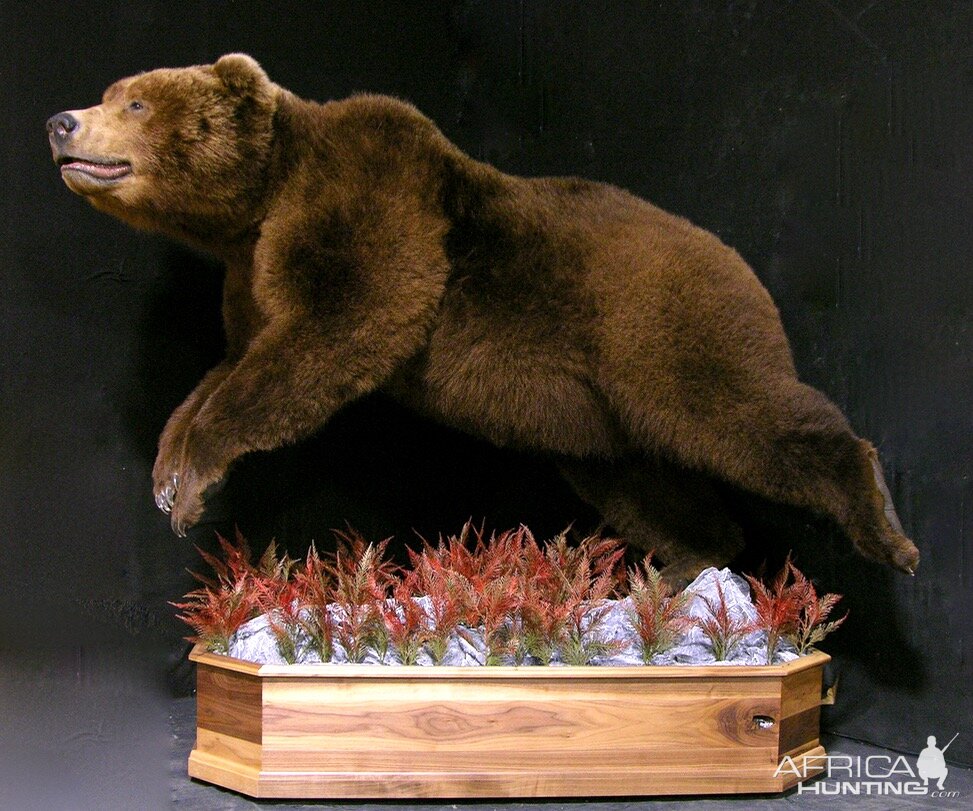 Russian Brown Bear Full Mount Taxidermy