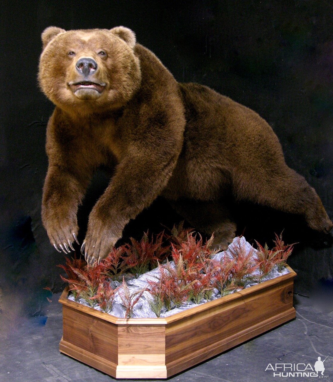 Russian Brown Bear Full Mount Taxidermy