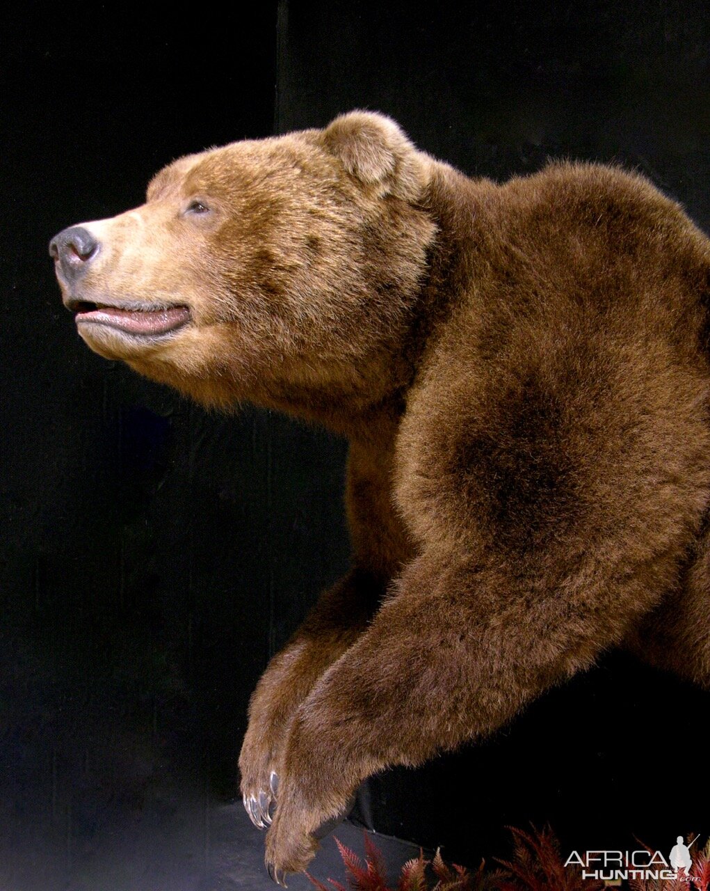 Russian Brown Bear Full Mount Taxidermy