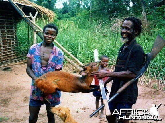 Ruwenzori Red Duiker