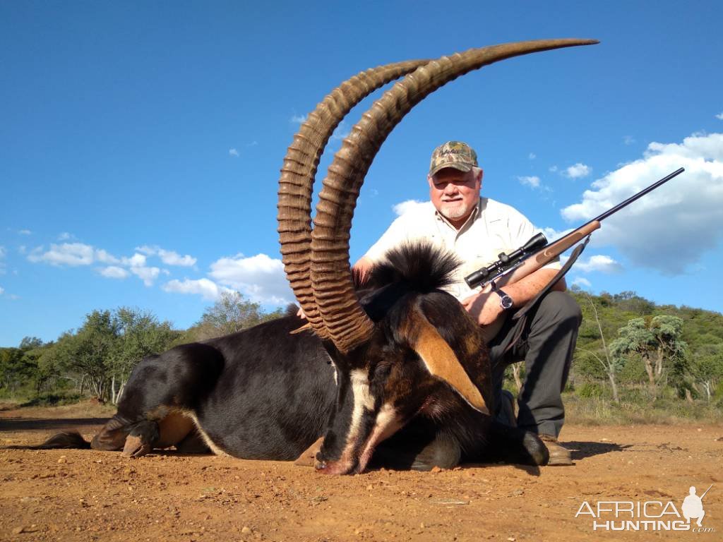 Sabel Hunt Northwest Province South Africa