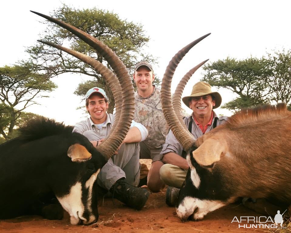 Sable and Roan Hunt South Africa