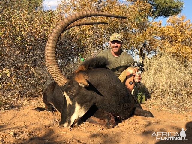 Sable Antelope Bow Hunt South Africa