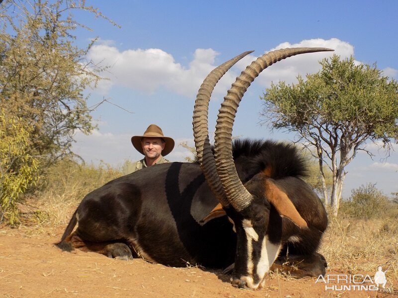 Sable Antelope Bow Hunting South Africa