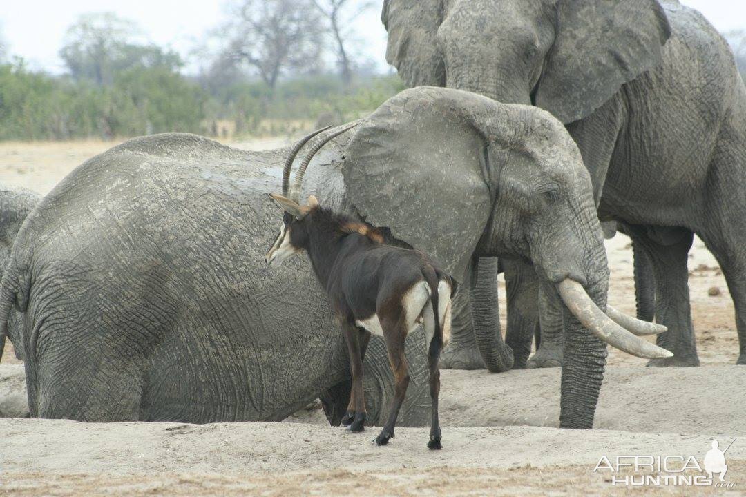 Sable Antelope & Elephant in Zimbabwe