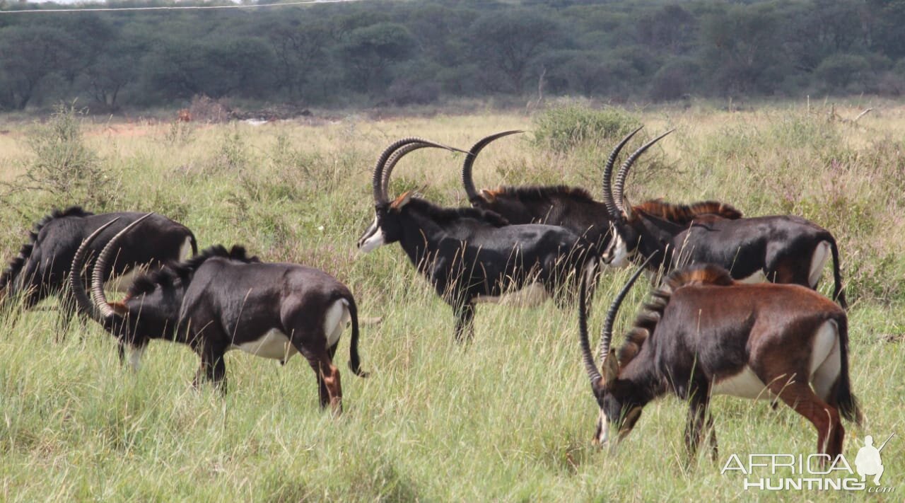 Sable Antelope Herd in South Africa