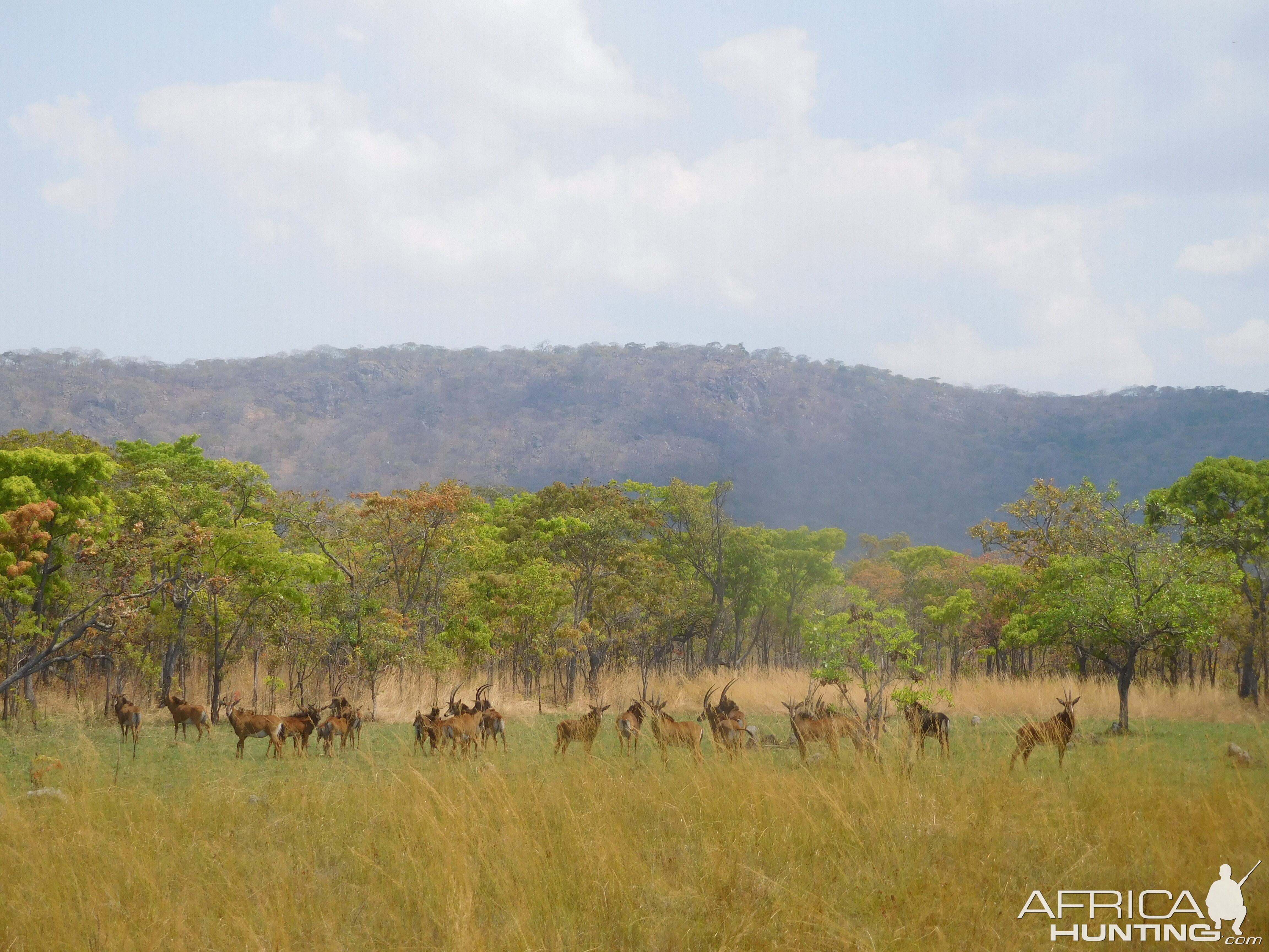 Sable Antelope Herd in Tanzania